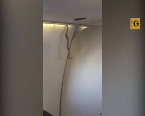 Un vipera salta fuori dalla cappelliera dell'aereo in volo