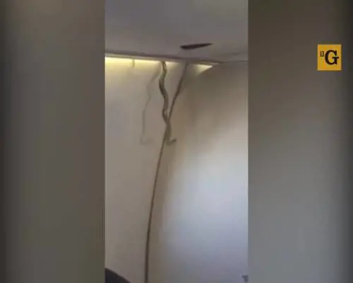 Un vipera salta fuori dalla cappelliera dell'aereo in volo