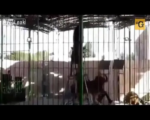 Domatore sbranato dal leone durante lo spettacolo