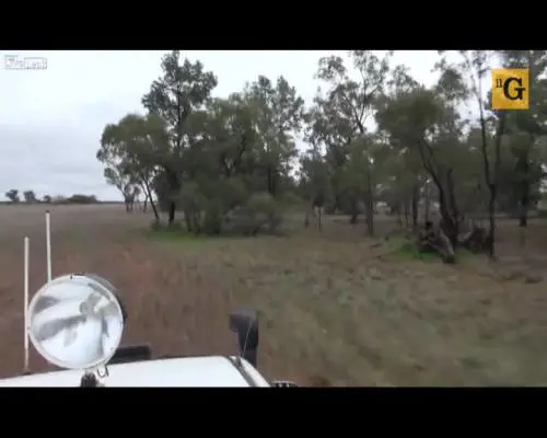 Un canguro strangola un cane ed il padrone gli tira un pugno