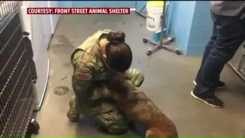 Ginger, il cane smarrito che ha ritrovato la sua padrona