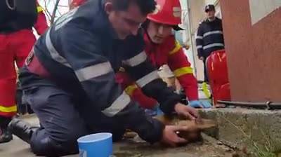 Pompiere-eroe salva un cane con la respirazione bocca a bocca