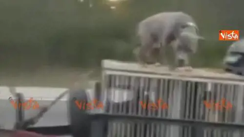 Follia negli Usa: in autostrada col pitbull sul tetto dell'auto
