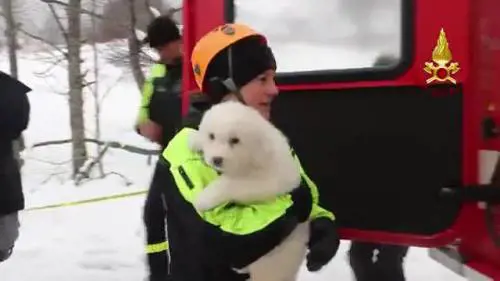 Il salvataggio dei tre cuccioli di pastore abruzzese
