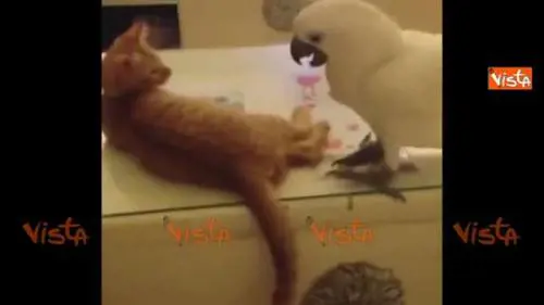 Il pappagallo e la coda del gatto: una sfida pericolosa