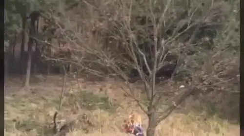Cina, tre tigri sbranano un turista