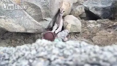 Il cucciolo di cammello salvato da un cacciatore