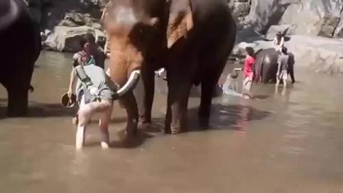 Thailandia, la turista dà fastidio all'elefante e vola lanciata dalla proboscide 