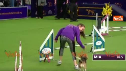 Il beagle distratto del concorso canino diventa una star del web 