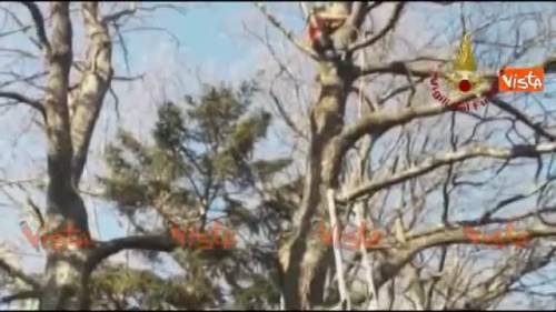 Deltaplanista impigliato sull'albero, lo salvano i vigili