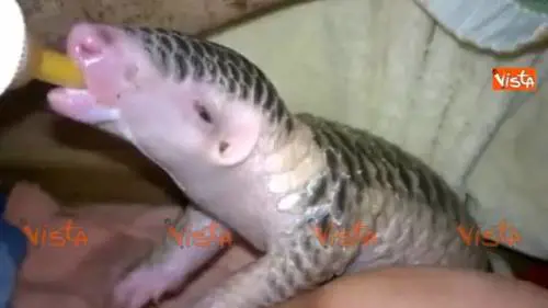 Pangolino salvato dai bracconieri viene allattato
