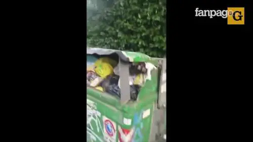 La capitale tra rifiuti e degrado: a Roma è emergenza cinghiali