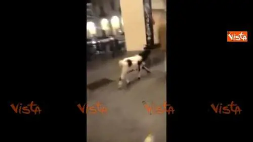 Capra a passeggio nella notte torinese