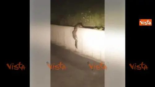 I procioni formano una catena per aiutare il piccolino a superare l'ostacolo