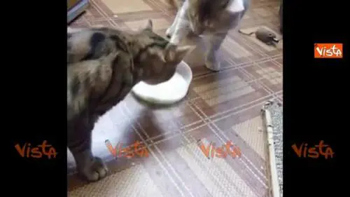 La lotta fra due gatti per la ciotola del latte è tutta da ridere