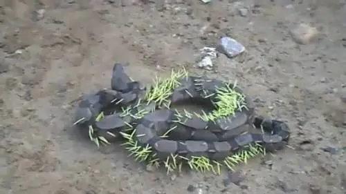 Il serpente trafitto dalle spine del porcospino