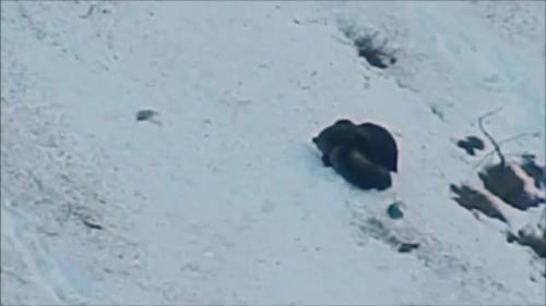 Mamma orsa e il suo cucciolo sulla neve