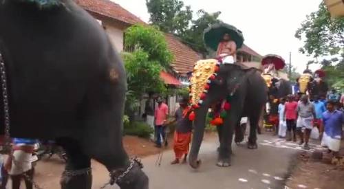 Il calcio dell'elefante durante la cerimonia religiosa