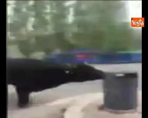 Toro alla fermata dei bus a Saxa Rubra bruca dalla spazzatura