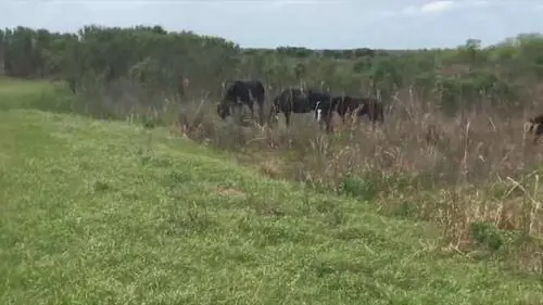 Il cavallo attacca l'alligatore che si difende