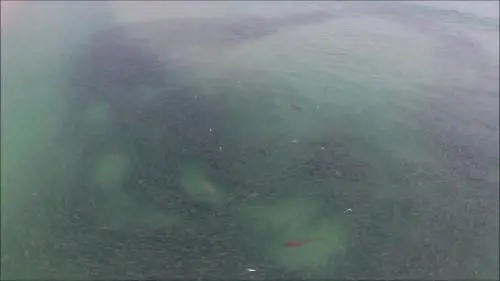 Australia, branco di squali all'assalto della spiaggia