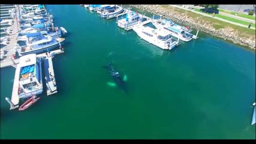 Una balena di 10 metri nel porto in California