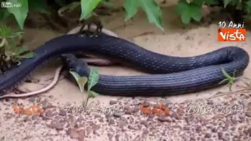 Serpente rigurgita un altro serpente ancora vivo