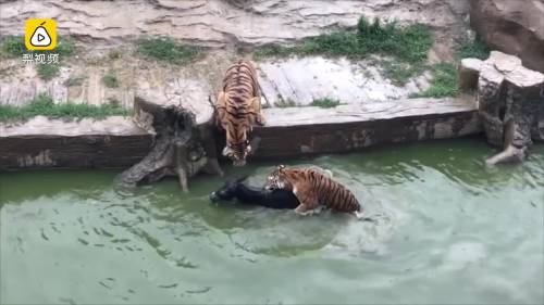 Asino vivo gettato in pasto alle tigri, video choc da uno zoo in Cina