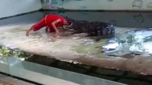 Thailandia, addestratore azzannato da un coccodrillo