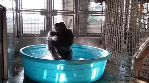 Zola, il gorilla che piroetta sulle note di "Maniac": ed è subito Flashdance