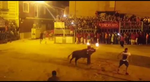 Danno fuoco alle sue corna. E il toro si toglie la vita