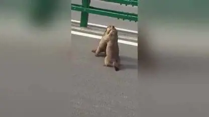 Cina, wrestling tra marmotte blocca il traffico