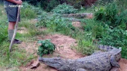 Sud Africa, coccodrillo attacca un uomo