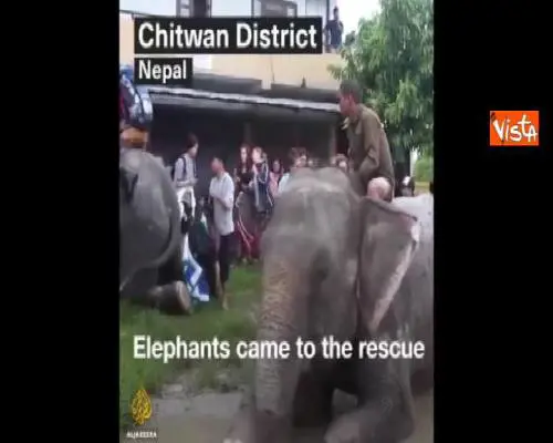 Alluvione in Nepal, anche gli elefanti per soccorrere popolazione e turisti