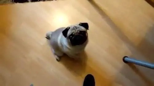 Insegna al cane il saluto nazista: arrestato