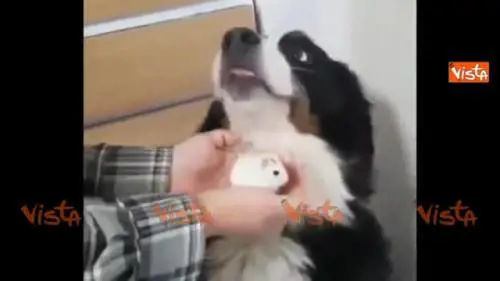 Il cane è spaventato dal criceto, il suo sguardo è tutto da ridere