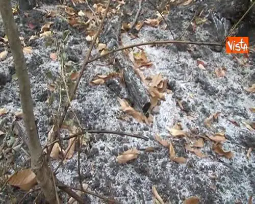 Emergenza in Piemonte: gli incendi nei boschi