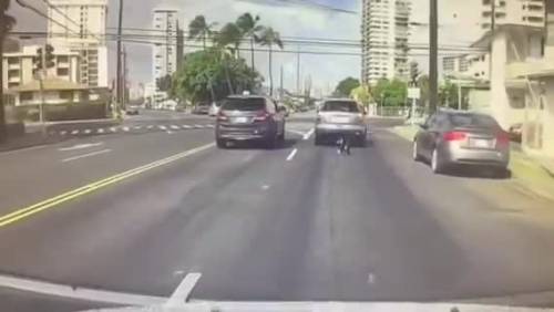 Hawaii, lega il cane al baule dell'auto e lo trascina per le strade