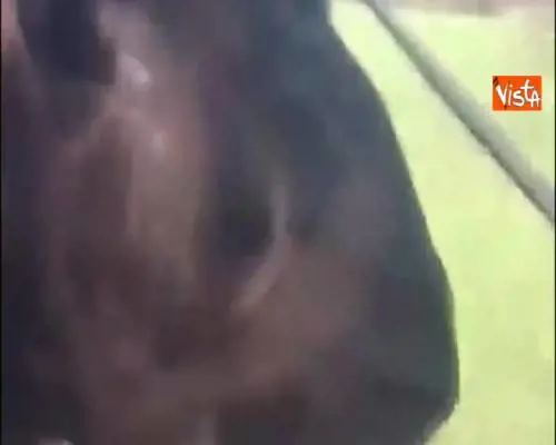 Maltempo in Olanda, i video degli utenti raccolti su Instagram