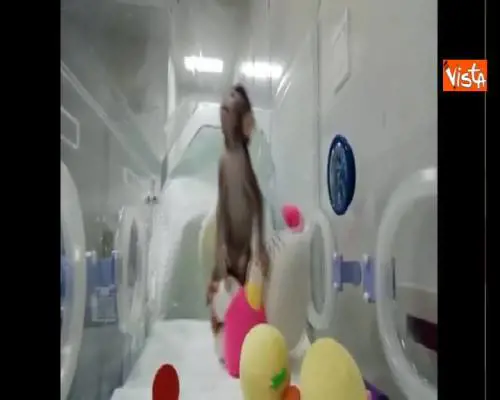 Clonate per la prima volta due scimmie con la tecnica della pecora Dolly