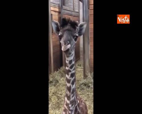 Cucciolo di giraffa fa impazzire lo zoo con le sue espressioni stravaganti