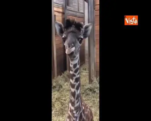 Cucciolo di giraffa fa impazzire lo zoo con le sue espressioni stravaganti