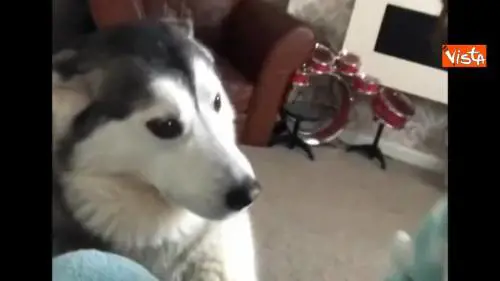 L'husky vuole le carezze e non ti lascerà andar via