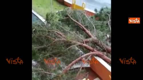 Il video del pino caduto a Roma in un giardino