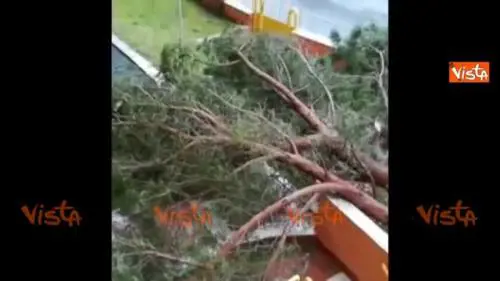 Il video del pino caduto a Roma in un giardino