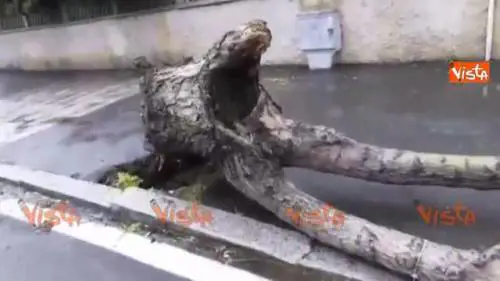 Un albero cade su un'auto a Roma