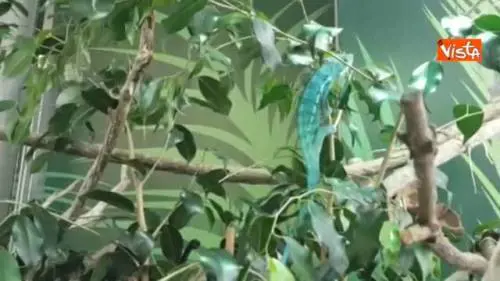 Il camaleonte Matisse si mimetizza tra la vegetazione nel padiglione anfibi dell'Acquario
