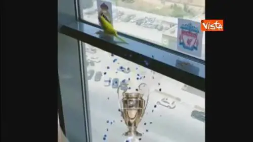 La previsione del cocorito Joker