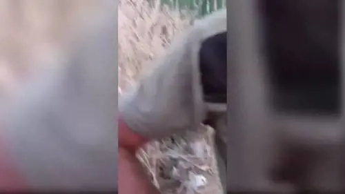 Ferma un gruppo di rom che appiccano un rogo e viene aggredito