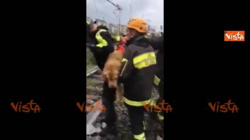 Genova, ecco il cane soccorritore all'opera